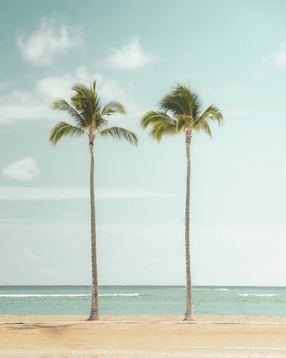 Twinning 🌴🌴

#hawaii #honolulu #islandlife #islandvibe #808state #hugapalmtree #restingbeachface #sonyalpha #sony #photography #PhotoOfTheDay #create #artifvisuals #viral #tweet