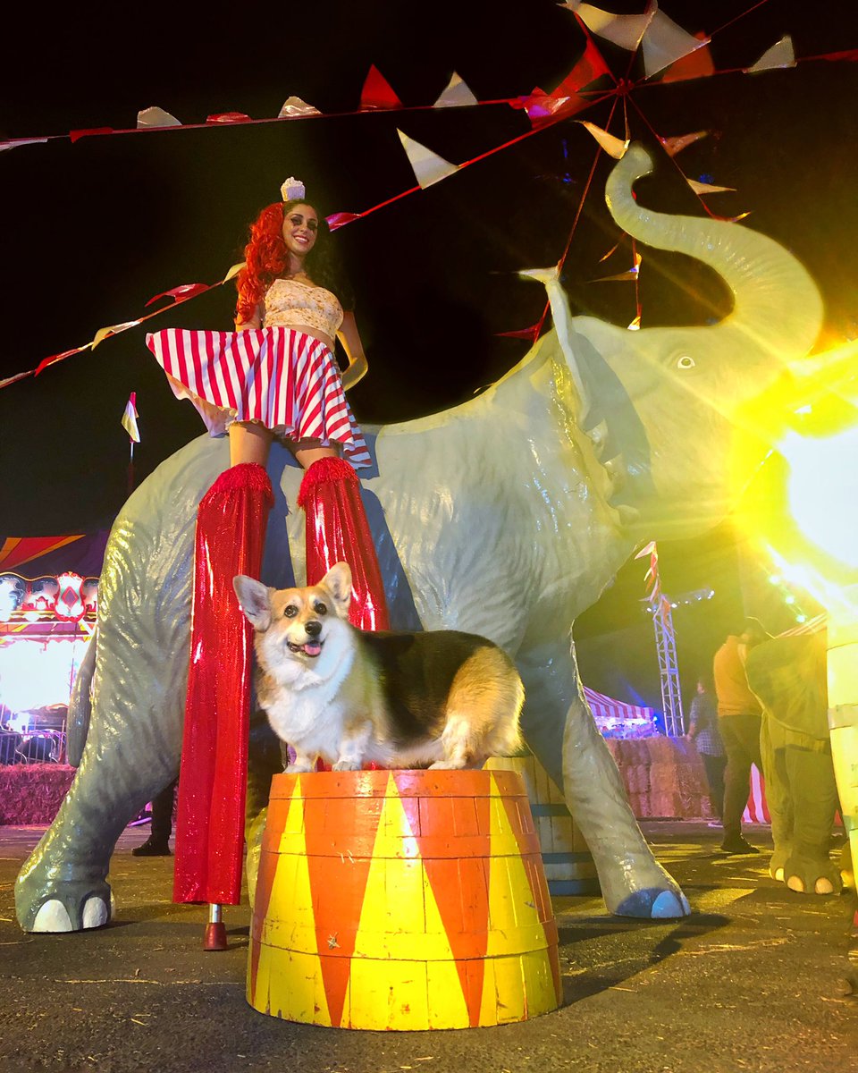 corgi_zero's tweet photo. Do you think she’d let me borrow those stilts? #ShortDogProblems
Today’s mantra: I am happier than a corgi on stilts 🤣🤣🤣 https://t.co/LqON9tGCvS