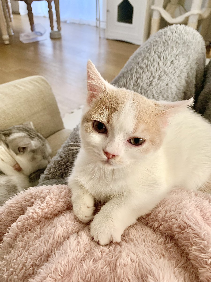 kawaii_ChocoMog's tweet photo. う、動けない、、、(幸せ💓)
#猫
#���のいる幸せ 
#猫のいる暮らし https://t.co/OJKBOGTwTU