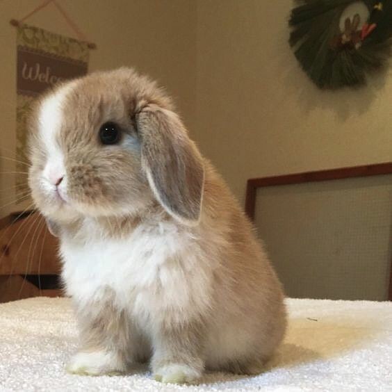 RabbitEveryHour's tweet photo. https://t.co/jydcGRirK1