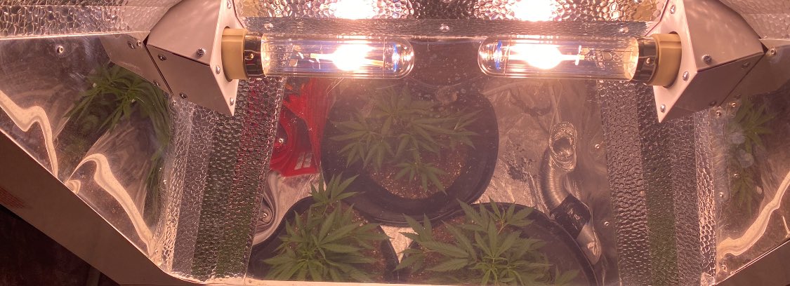 EmeraldZoo's tweet photo. Super Lemon Haze getting it done with vigor now. Holy crap these ladies are doing a node a day and stacked tightly. Now under 1260W LEC at 700 umol
Now we watch the show unfold #ZooStyle rock on ladies. https://t.co/RlvlJ4pi8b