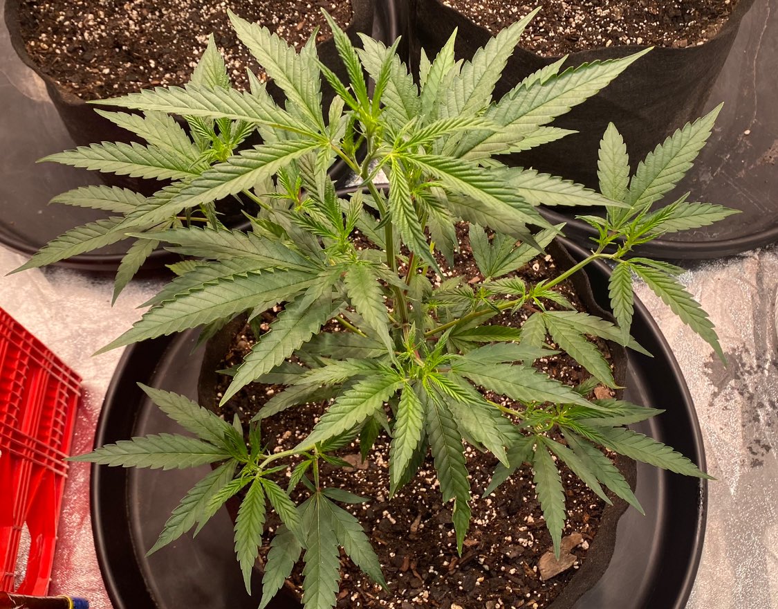 EmeraldZoo's tweet photo. Super Lemon Haze getting it done with vigor now. Holy crap these ladies are doing a node a day and stacked tightly. Now under 1260W LEC at 700 umol
Now we watch the show unfold #ZooStyle rock on ladies. https://t.co/RlvlJ4pi8b