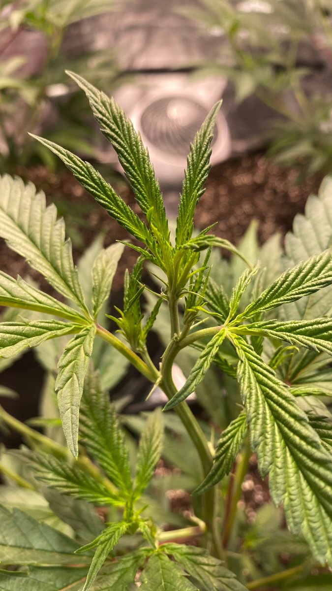 EmeraldZoo's tweet photo. Super Lemon Haze getting it done with vigor now. Holy crap these ladies are doing a node a day and stacked tightly. Now under 1260W LEC at 700 umol
Now we watch the show unfold #ZooStyle rock on ladies. https://t.co/RlvlJ4pi8b