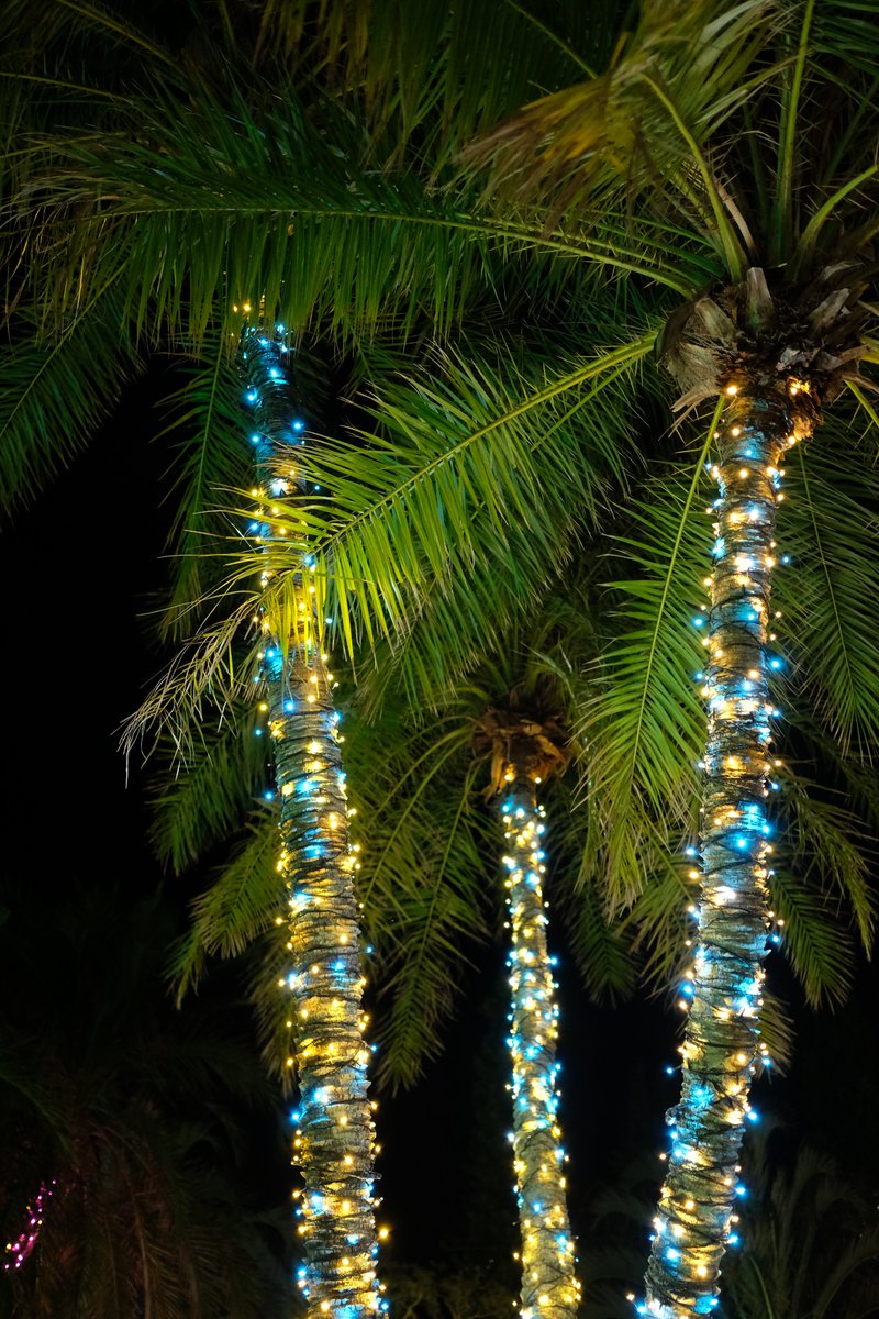 SEB_GARDENS's tweet photo. 【🌟あと2日🌟】
「#沖縄南国イルミネーション」
10/22(金)よりスタート🌴
東南植物楽園といえば!!
🌴ヤシの木々🌴
様々な種類のヤシが南国ムード満点に輝きます✨
ぜひ注目して見てくださいね(^^♪
https://t.co/RZAFTmctRC
#沖縄 #TAPIC #イルミネーション https://t.co/KCcOyGnNLU
