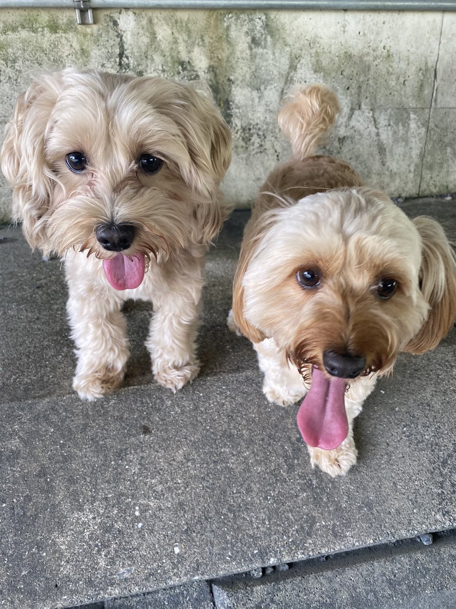 1987_omi__'s tweet photo. まーたま3歳🐶🤍🥺 https://t.co/bD7rBUJvMw