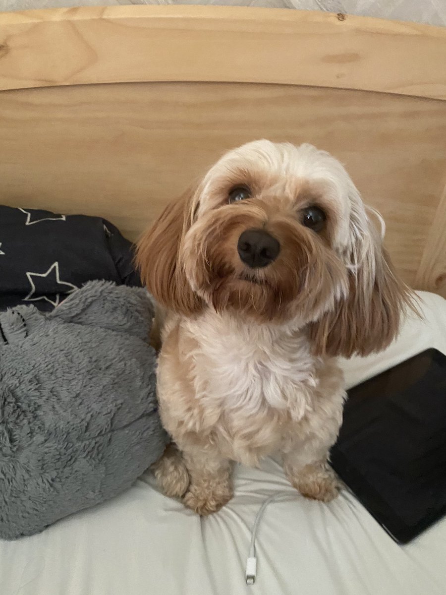 1987_omi__'s tweet photo. まーたま3歳🐶🤍🥺 https://t.co/bD7rBUJvMw