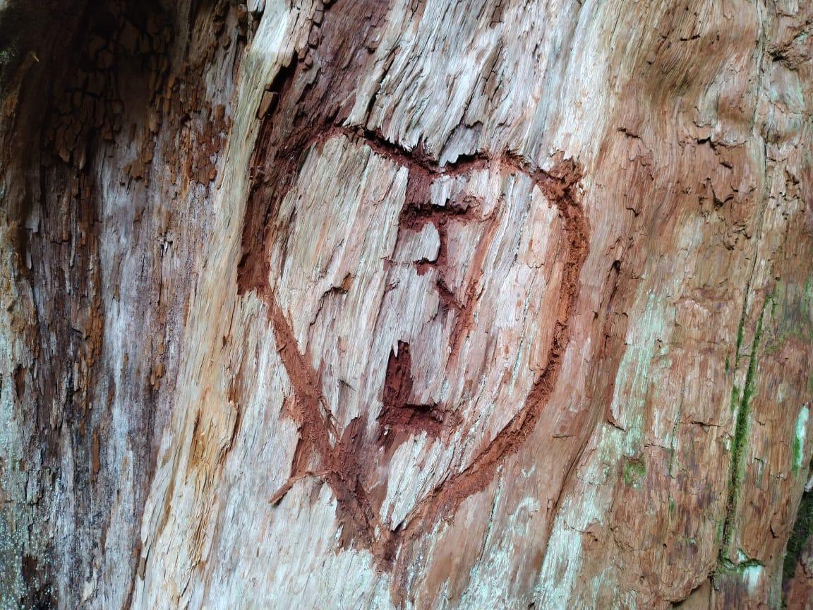 ladera_sur's tweet image. ❌ ESTO NO SE DEBE HACER‼️

Rechazo a tallado en milenario alerce del Parque Nacional Pumalín Douglas Tompkins, Patagonia, Chile. 

@conaf_minagri hace un llamado a denunciar estos actos.

¡RT Y AYÚDANOS A DIFUNDIR!