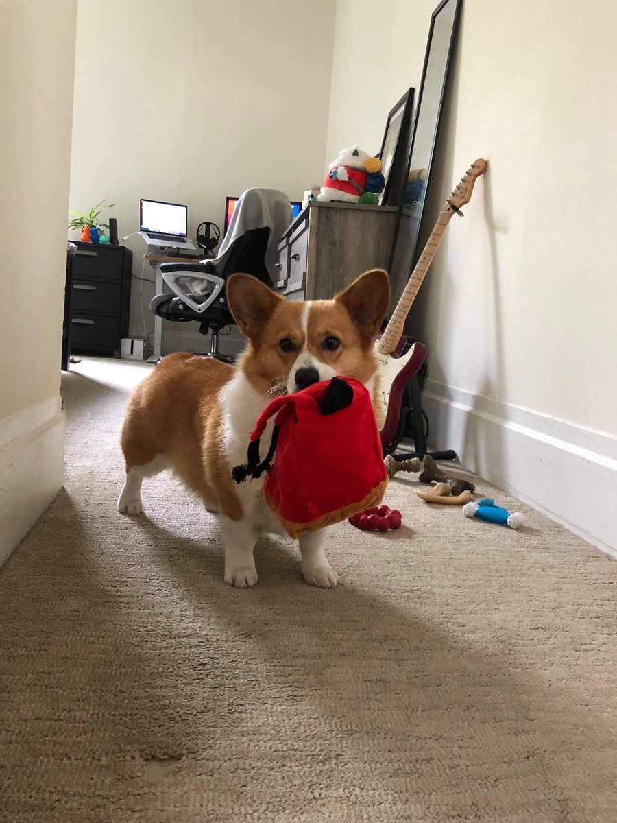 basilcorgi's tweet photo. girls go to college to get more knowledge, boys go to jupiter to get more stupider!

that's why my dad :) is :) so :) dumb :) ha ha 🐾🐾 https://t.co/9Ah9GHhYDr