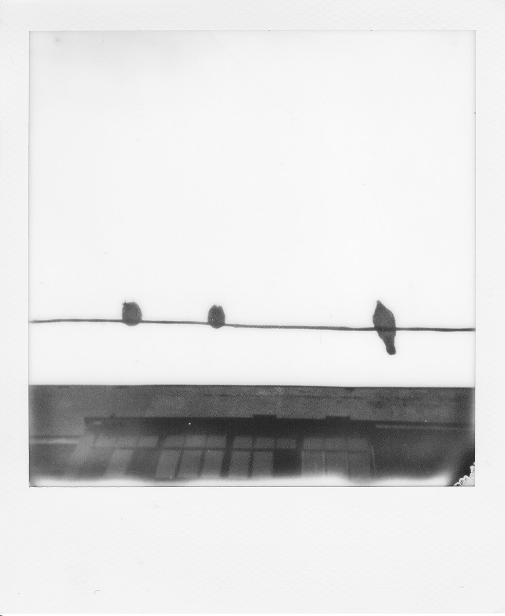 katyakanke's tweet photo. 19/10/2021

Birds
in Polaroid Diary https://t.co/a71Ztz8qSF

1/1 ed
Auction! 🕊️ for 24 hours, minimum bid is 6 tez
https://t.co/53OdsJi0XI https://t.co/C0z8LM6P1T