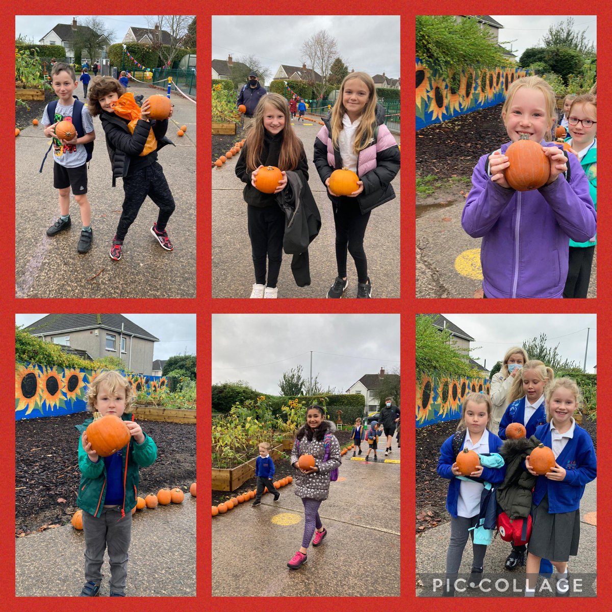 LlanFachPrm's tweet photo. A fantastic morning with the return of the @LlanFachPrm pumpkin harvest. To their delight, all of the children picked a pumpkin to carve and decorate. We’re also looking forward to having fun at Scaries and Fairies on Friday! @VegCarter #pumpkinpatch https://t.co/GoXryEhq0k