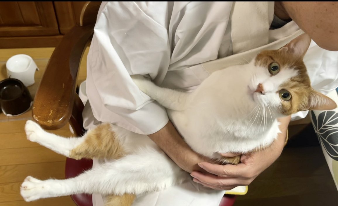アテチ #猫 #ウルトラマン アテチ テレパシー送ってください。 ツイレポ
