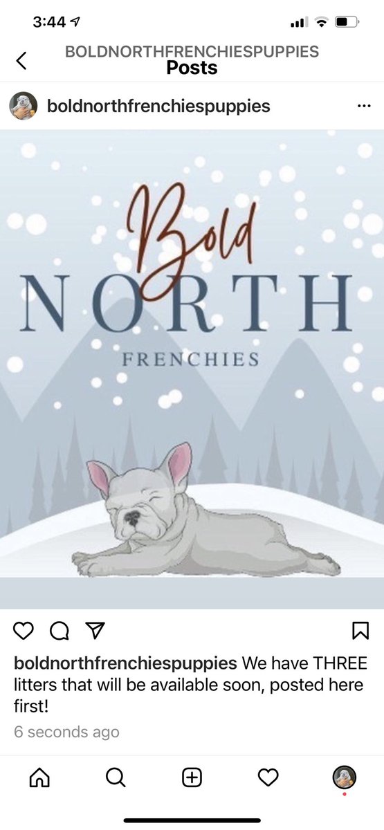BoldNorthFrench's tweet photo. #frenchies are our passion! https://t.co/0M8qqo6Cuj