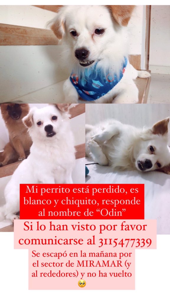navalenciav's tweet photo. OIGAN MI PERRITO ESTÁ PERDIDO 😭😭 por favor den RT a esta foto y si saben algo de él, lo ven solo o con alguien porfa me avisan 🥺🥺🥺🥺😭😭😭🙏🏻🙏🏻🙏🏻🙏🏻 https://t.co/qdBJVaohYS