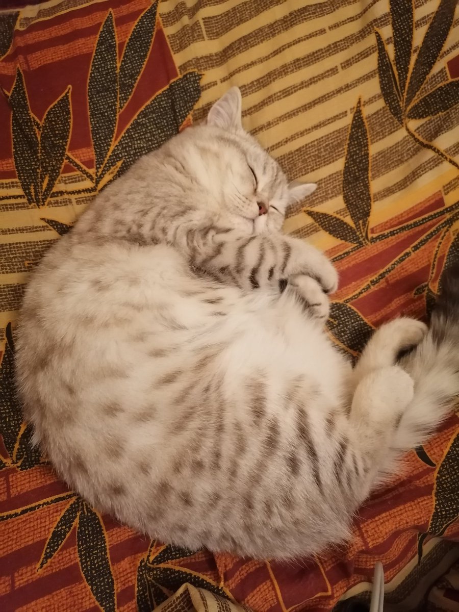 commandermeoww's tweet photo. моя кошка самая лучшая https://t.co/2EEgzUegTP