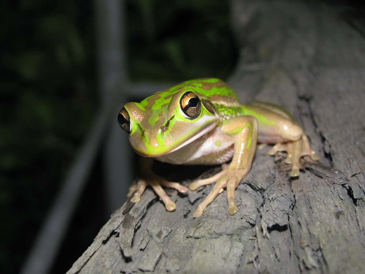 Interested in how cryopreserving sperm can help save amphibian species? Or how we may be able to bring species back from extinction?
Then check out this AmphibiCast podcast interviewing our Prof Michael Mahony
buzzsprout.com/1186808/9340366
It's sure to be a ribbiting listen!
