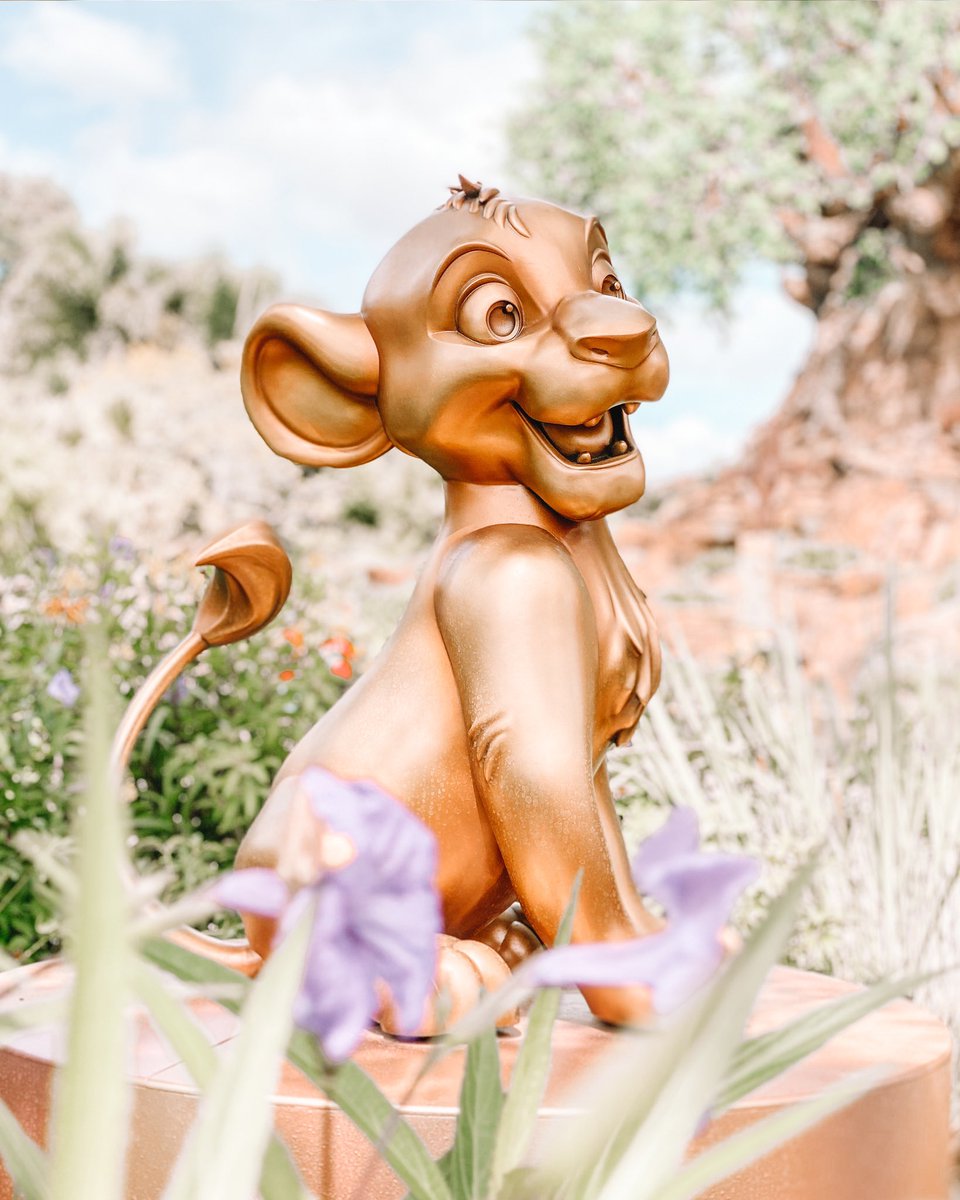MasterMindFits's tweet photo. Everybody look left. Everybody look right. Everywhere you look my golden statue is standing in the spot light. 🦁 

The Simba statue is just too adorable at the Animal Kingdom.
#WDW #disney #simbaandnala #disney50thanniversary #disneyparks #disneyland #magickingdom #disney50 https://t.co/osLf8Iv1Ad