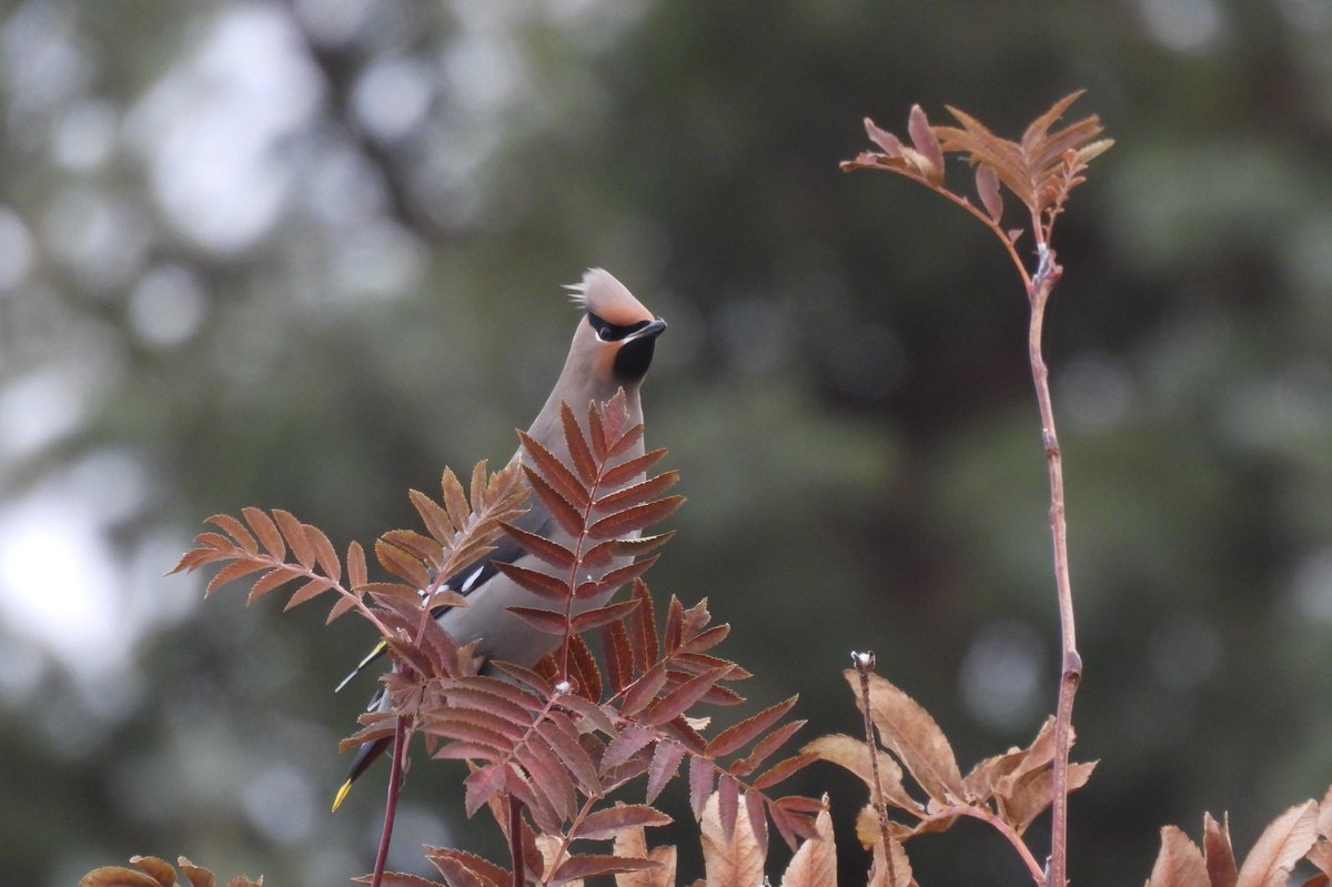 I saw my first Bohemian Waxwing of Fall 2021, today. #abbirds #albertabirds