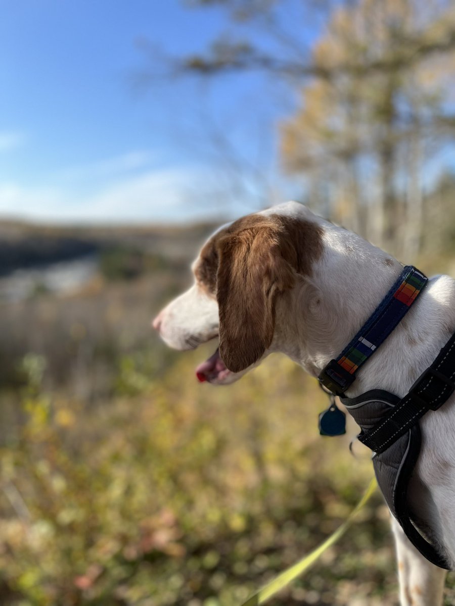 JillHolzScience's tweet photo. The Ogantz Trail at Oldenburg Point, overlooking the St. Louis #River @mnstateparks in Jay Cooke State Park. Water level is extremely low, so the beautiful tilted #slate & greywacke is exposed. Past peak for #fallcolors but it’s a beautiful, sunny, 70F day. #minnesota #meabreak https://t.co/noYsWkKjgL