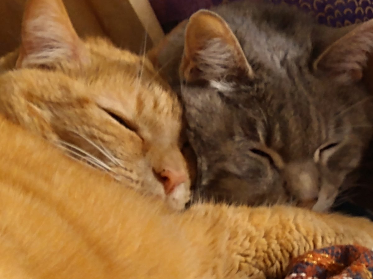 InInterAcies's tweet photo. @thekittenwinksy This is Cornelius (orange) and Lili (Grey) https://t.co/dX0oIdw3h5