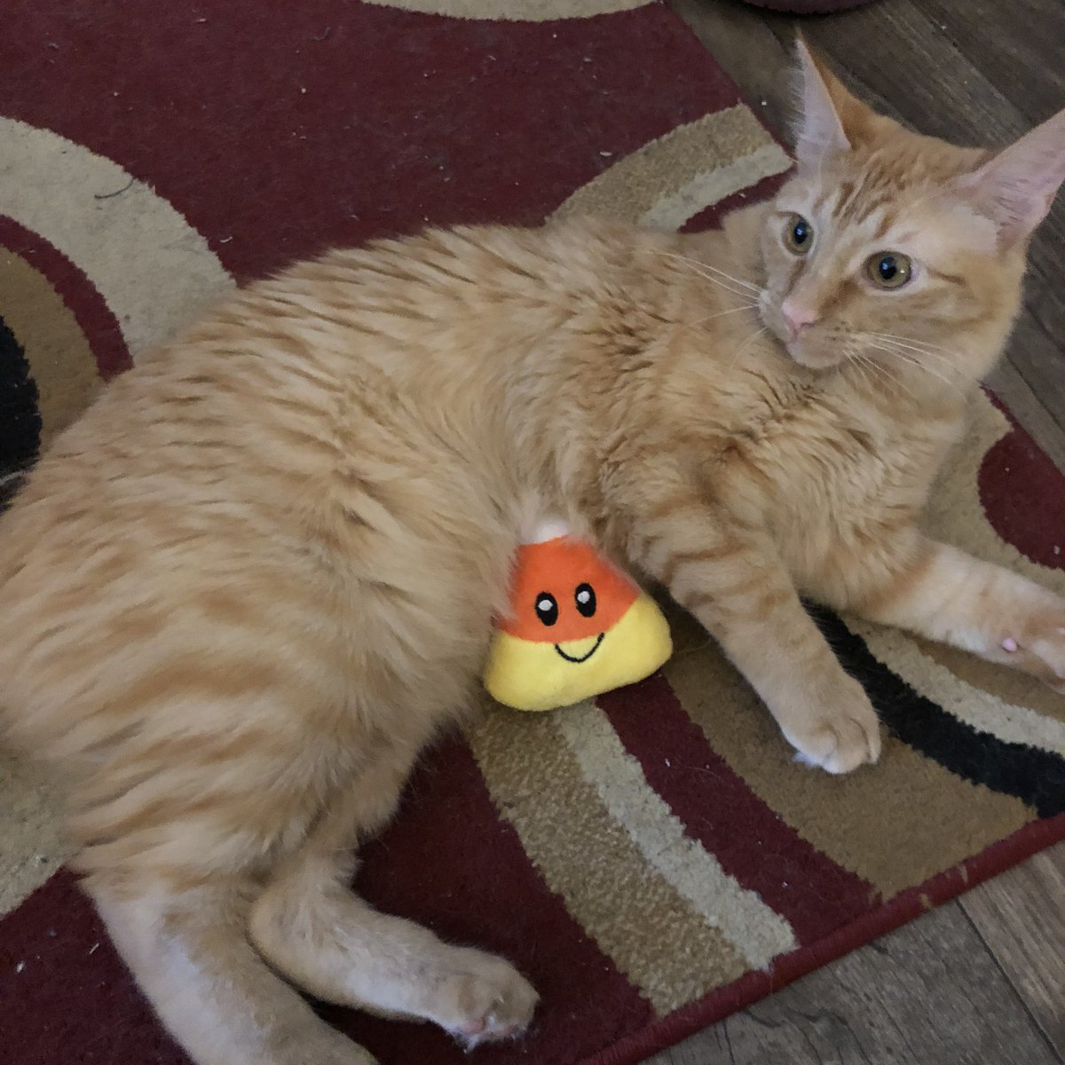 ScreamForTerror's tweet photo. My happy beans 🧡

They love their new @Chewy Halloween goodies 🎃👻 

Also chewy’s delivery boxes make good toy chests for their obscene amount of toys (there’s more but I can’t find them) 😂

#ChewyGoodyBox #Halloween #CatsOfTwitter #Cats 🎃 #TuesdayVibe https://t.co/ZelWoqjvf4