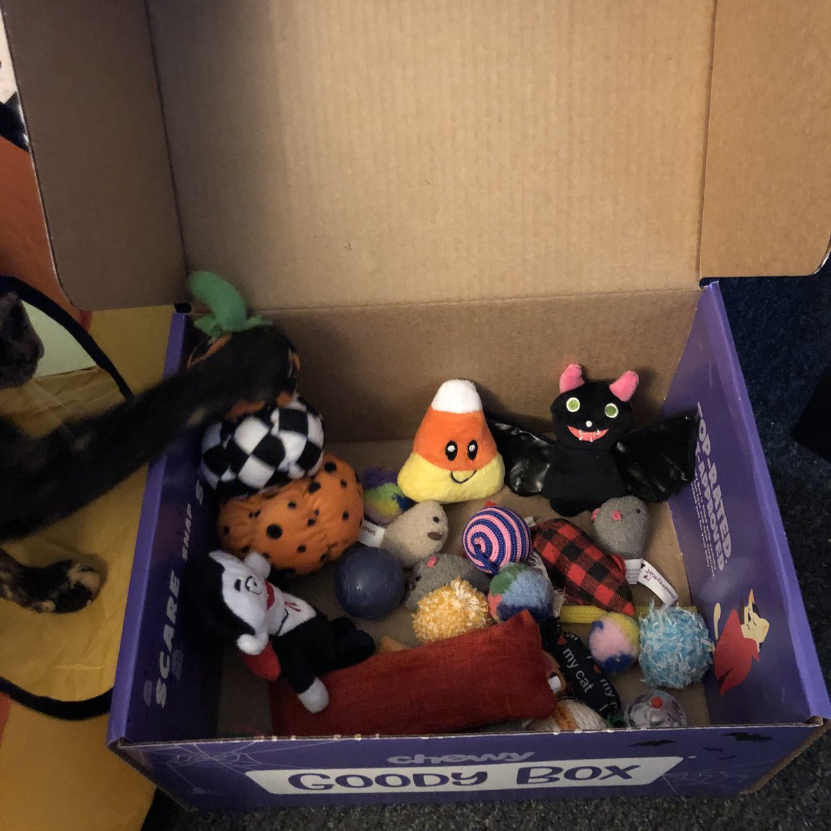 ScreamForTerror's tweet photo. My happy beans 🧡

They love their new @Chewy Halloween goodies 🎃👻 

Also chewy’s delivery boxes make good toy chests for their obscene amount of toys (there’s more but I can’t find them) 😂

#ChewyGoodyBox #Halloween #CatsOfTwitter #Cats 🎃 #TuesdayVibe https://t.co/ZelWoqjvf4