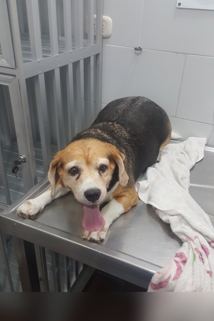 Tuiteretera's tweet photo. Twitter haz tu magia 🙏🏼 Un veterinario muy especial que nos ha apoyado con muchos animalitos rescatados, hoy necesita nuestra ayuda para salvar a su perrita. Podemos donar desde $3.000, todo suma 🤩 Si no pueden hacerlo, ¿nos ayudan por favor a compartir? https://t.co/VQtBOZEiZH https://t.co/5EaofCHORc