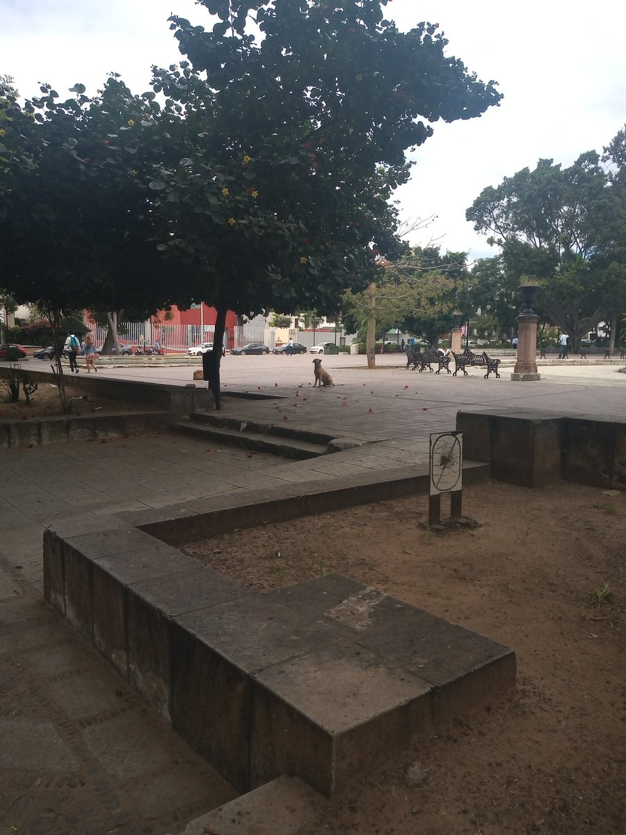 RMarthaVRosado1's tweet photo. 🙂🙏 gracias por posar para mí #PerroEs #perros #llano #llanodeoaxaca https://t.co/rnA3nITUOP
