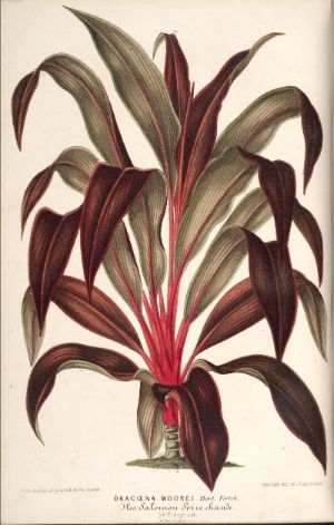 AustGHS's tweet image. AGHS National E News - October 2021 - mailchi.mp/14e466195f0c/a…
Cordyline courtesy of The Missouri Botanical Garden Library.