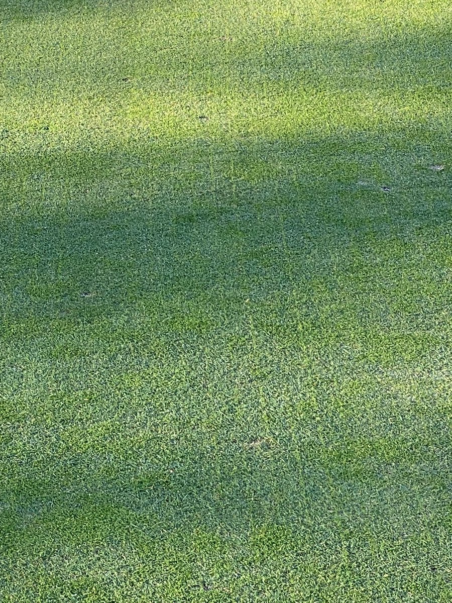 scottleschander's tweet photo. 7 days post seeding! #1 green with some 💪genetics adding value and playability. 🤯 #007xl #flagstick @SROgerminati @VredoDodewaard @Solutions4Turf https://t.co/NoArCjqUAx