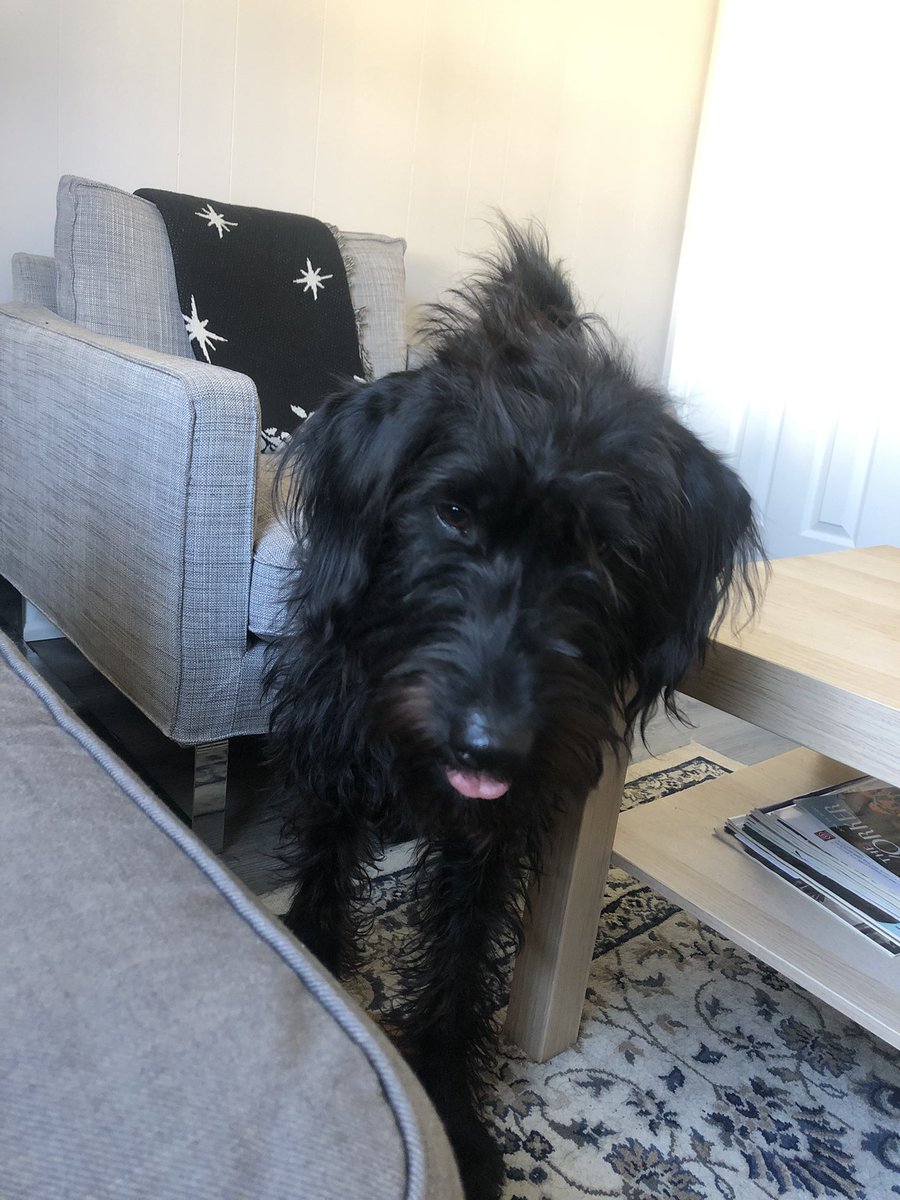 dylankloek's tweet photo. Can never get any work done when you’ve got this mop bugging you. https://t.co/SYlGkeuCgi