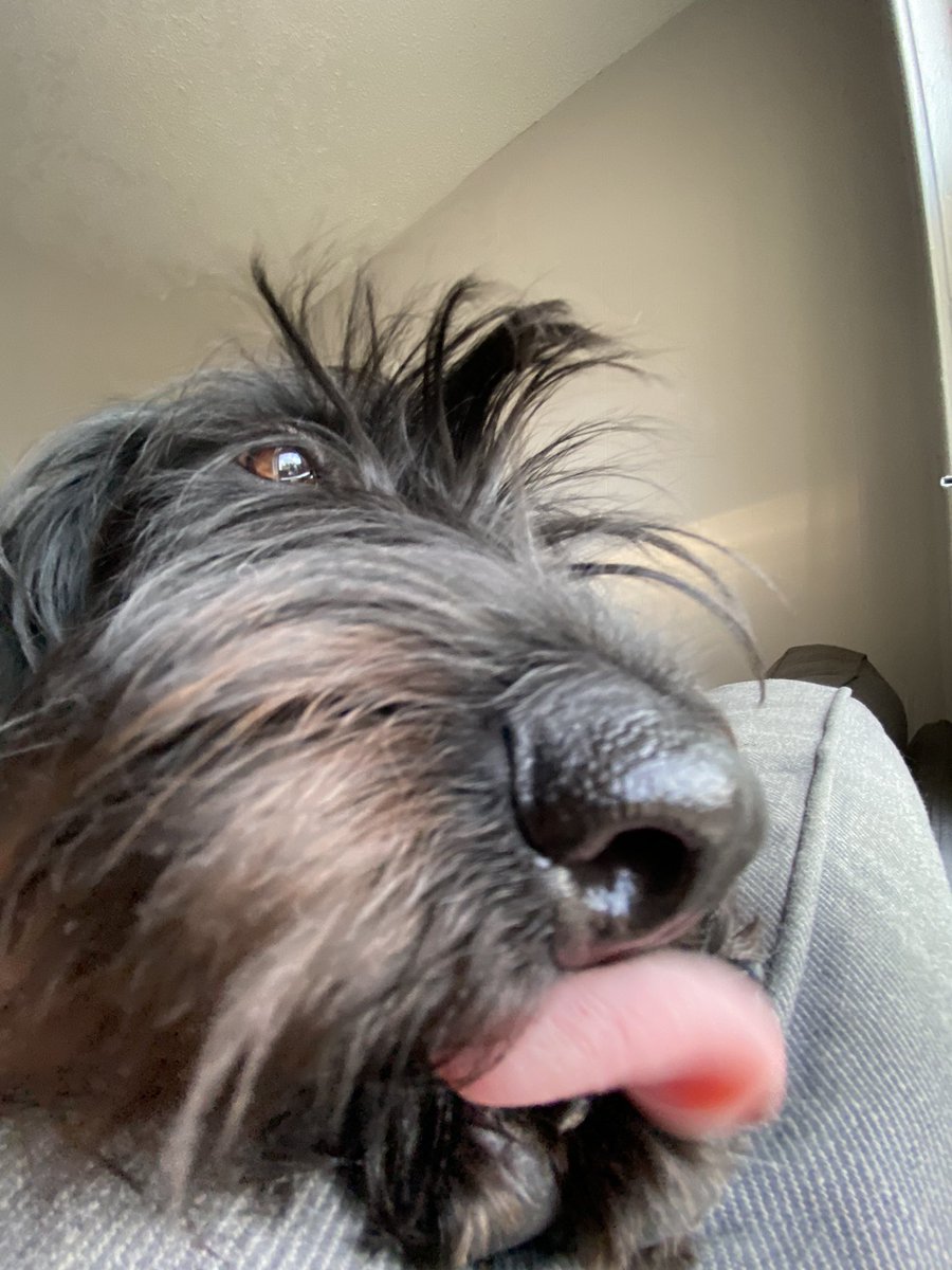 dylankloek's tweet photo. Can never get any work done when you’ve got this mop bugging you. https://t.co/SYlGkeuCgi