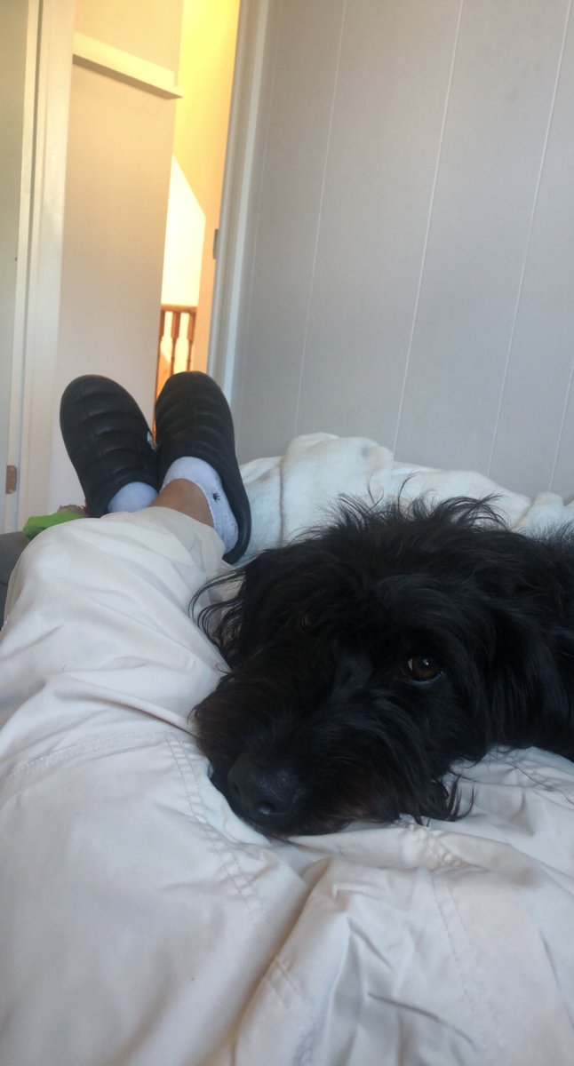 dylankloek's tweet photo. Can never get any work done when you’ve got this mop bugging you. https://t.co/SYlGkeuCgi