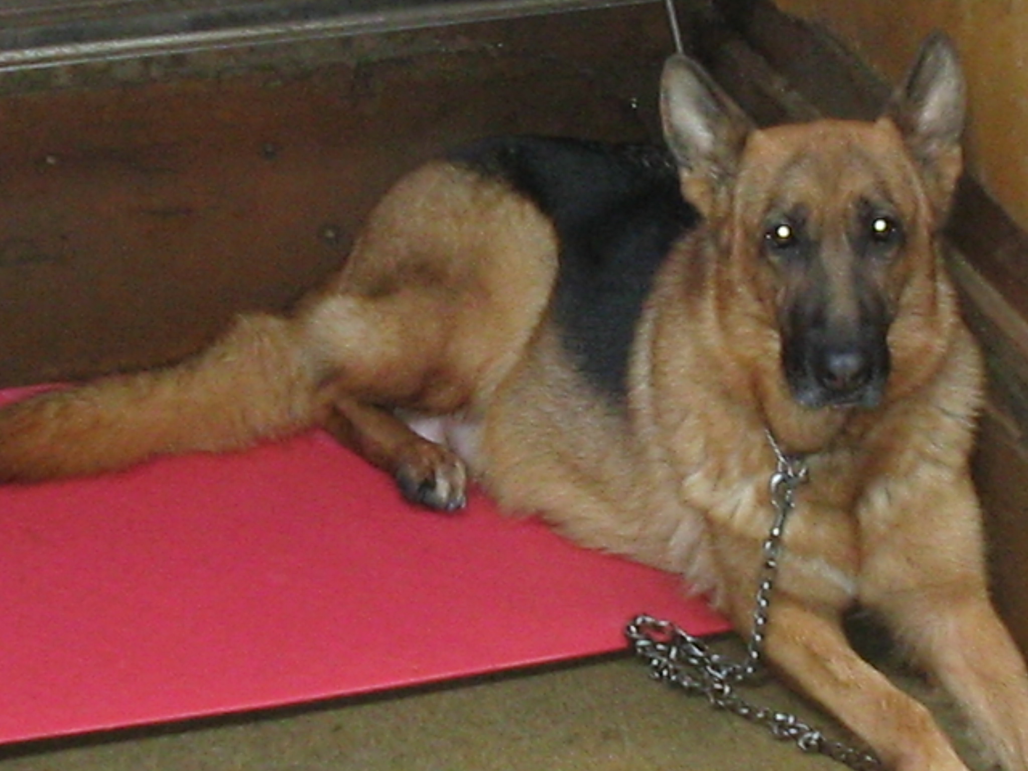 シェパード ラブラドール専門犬舎 Super Dogs No Twitter ジャーマン シェパードlexa Z Folinku号 Cz輸入犬 お腹が大きくなりました 間もなく10月25日前後に可愛い子犬が生まれます 父犬はoscar Des Bergers De Patmisand号 独輸入犬 です ご期待下さい Tel