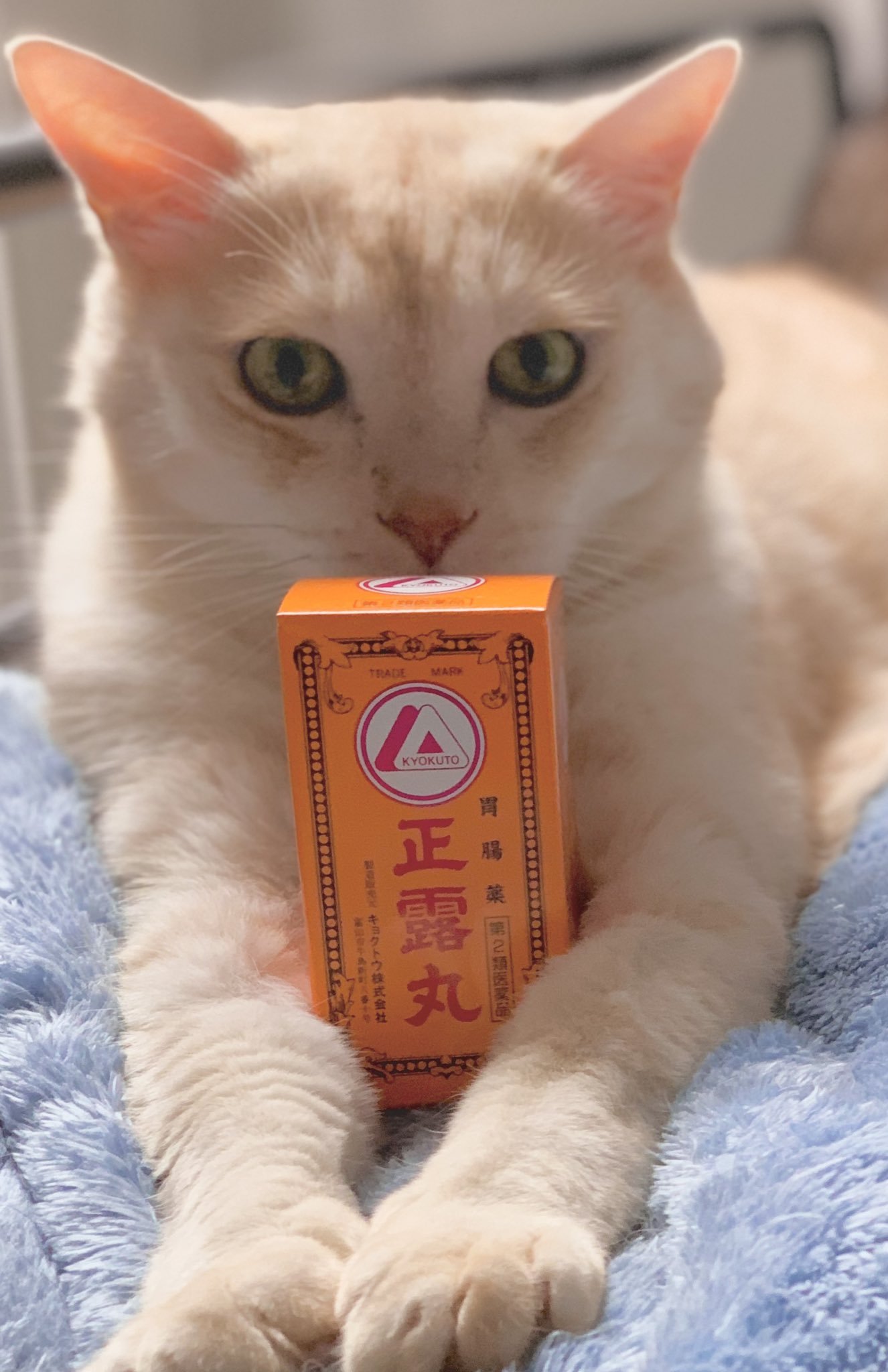 富山の薬 キョクトウ正露丸 公式 Al Twitter Sharp Jp Cat Dog Smack だ 正露丸匂いも一緒に ฅ 空気清浄機よろしくね T Co Nzwjew0m2v Twitter