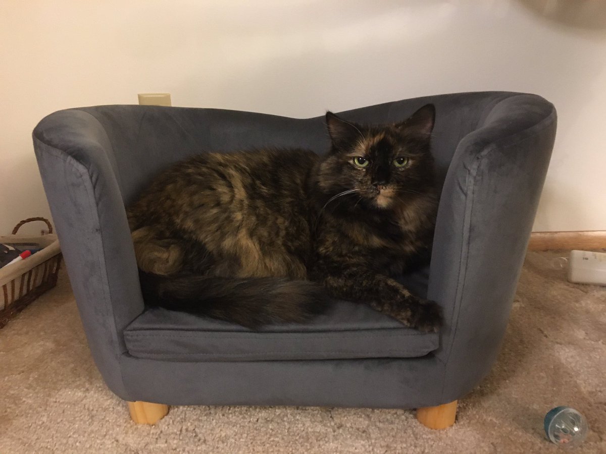 kvlies's tweet photo. @DiamondPetFood my sweet floof Missy loves your chicken Diamond Naturals wet cat food, but it’s all sold out in my area. Any intel on what’s causing the holdup? Missy photos for tax! 😻 https://t.co/49U2GvgiQr