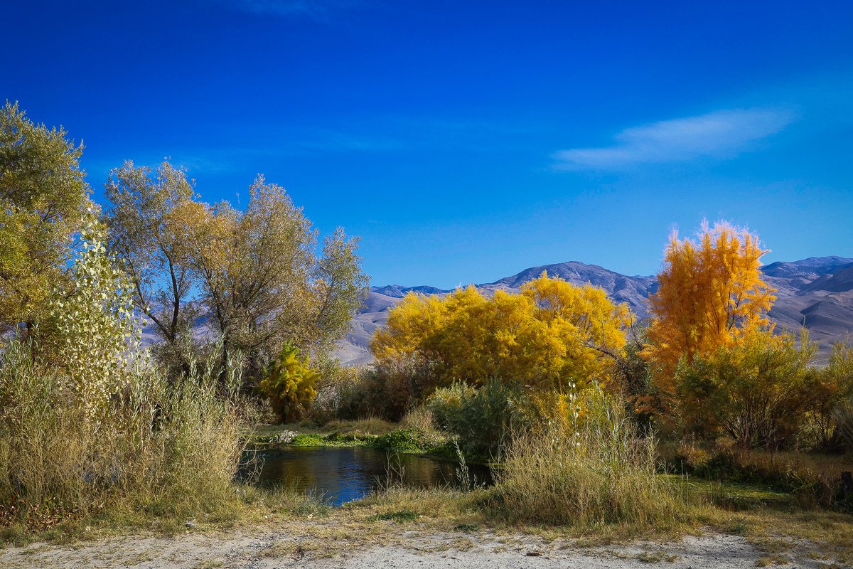 CalifFallColor's tweet image. Artesian springs in the Owens Valley are surrounded by peaking #autumnleaves as shown on CaliforniaFallColor.com.  #autumn #fallcolors #autumnwatch #autumnfalls #fall #autumnvibes @VisitBishop @InyoCounty
