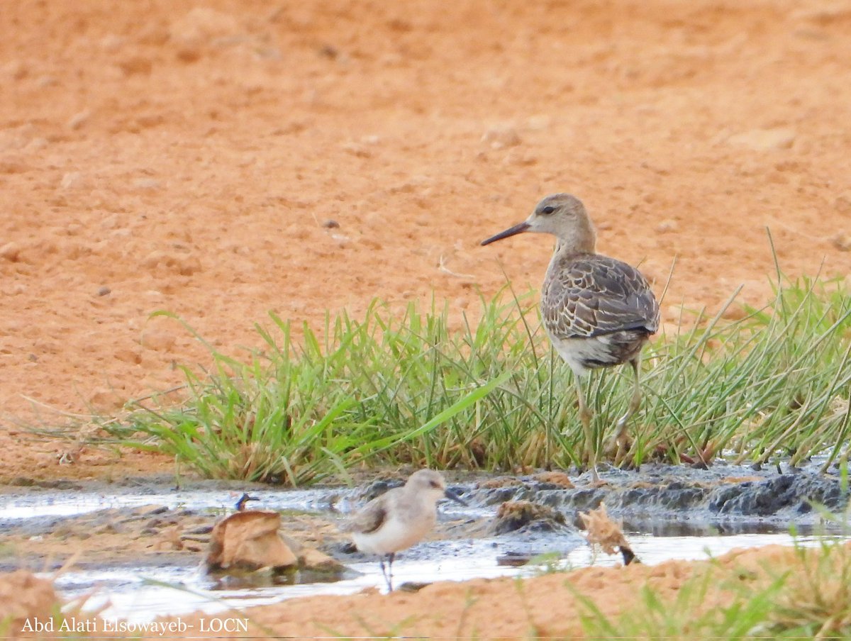 LOCN_ly's tweet photo. On the occasion of the #Global_Bird_Weekend We display part of the photos by: Abd Alati Elsowayeb (@Alhareth_Mis).
#LOCN #LibyanTem #globalbirding  #GlobalBigDay #WorldMigratoryBirdDay #WMBD2021 #SingFlySoar #LikeABird
@global_birding https://t.co/FaihSerBRc https://t.co/3O7GEJmNnF