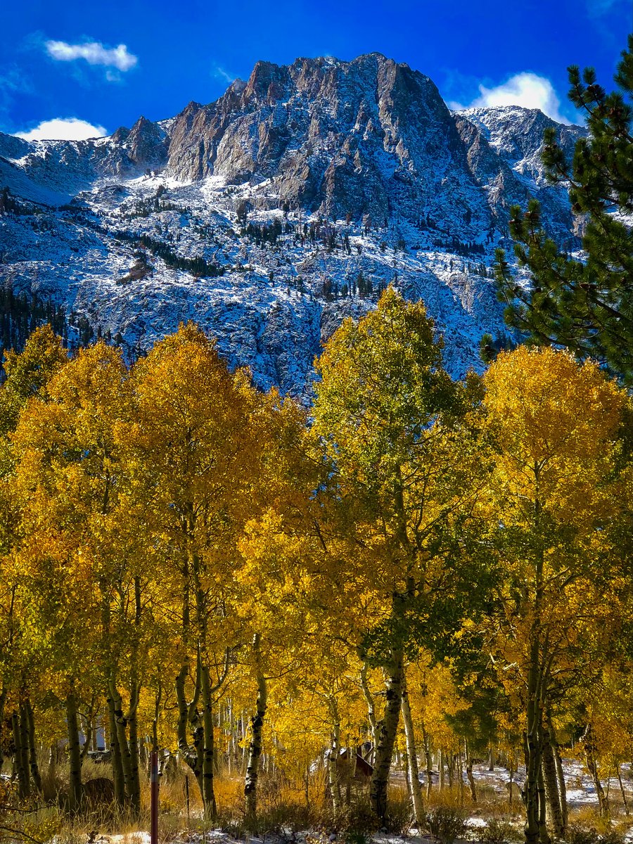 CalifFallColor's tweet image. Peak #fallcolors are being seen along the June Lake Loop in @EasternSierra as shown on CaliforniaFallColor.com. #autumn #autumnleaves #autumnwatch #autumnfalls #fall #autumnvibes @visitmammoth @VisitCA
