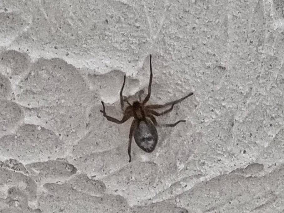 Blarceline91's tweet photo. @Arachno_Cosas en maño encontré esta araña en mi baño, cual es? Es increíble que tenga una calavera pintada en la panza! https://t.co/fUCd7EsPmU