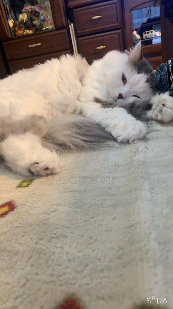 rupi_3_10's tweet photo. 珍しくホットカーペットの上で寝てた！
寒かったみたい…

#スコティッシュフォールド
#猫のいる暮らし
#猫
#猫好きさんと繋がりたい
#寒い https://t.co/NNtYKxmwJx