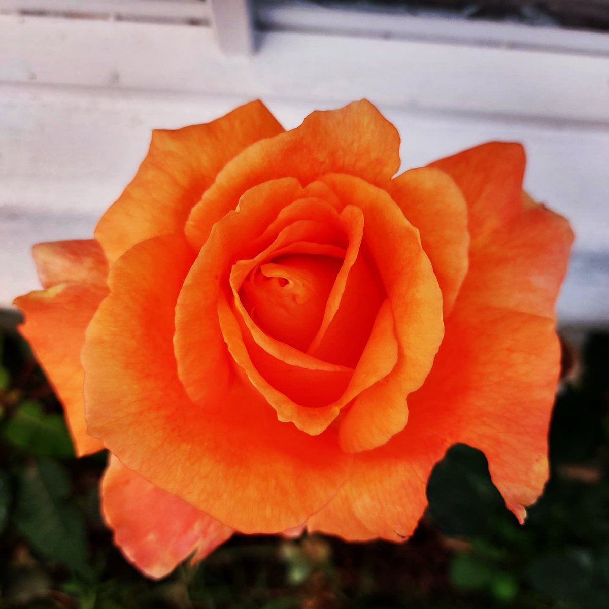 NoemiTenorio3's tweet photo. Del jardín de un amigo!!! https://t.co/xoKIM0fc1C