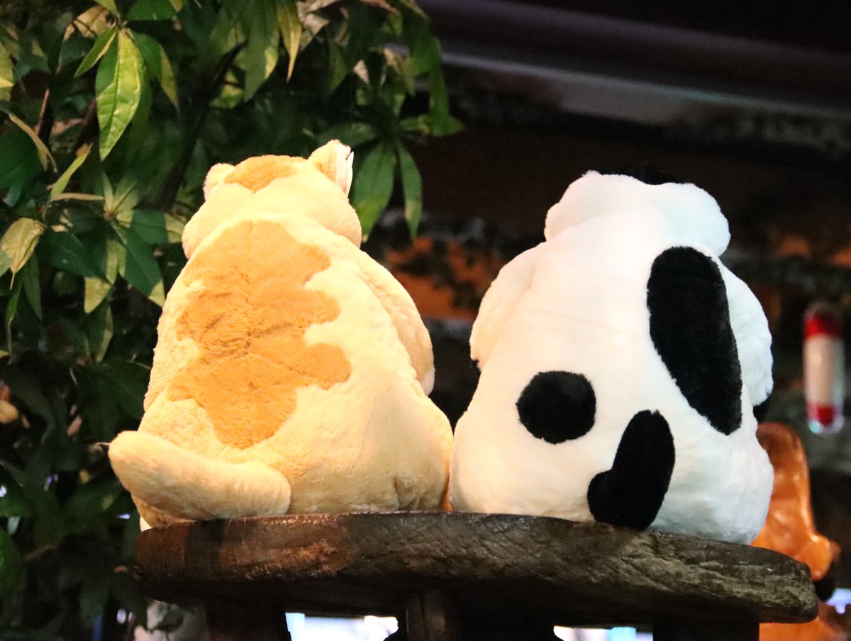 大きいよ！ 「にゃんたま特大ぬいぐるみ」 プライズコーナーに登場し