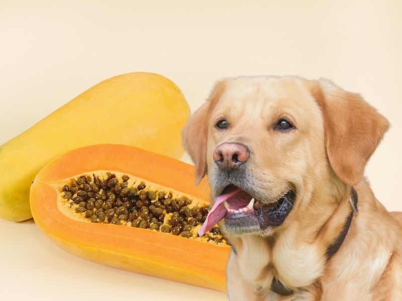 ImproveDogs's tweet photo. Still, this trial may not be apt with some pups and may cause gastrointestinal difficulties due to the high sugar quantity.

Read the full article: Can Dogs Eat Papaya? 5 Impressive Health Benefits Of Papaya
▸ https://t.co/NlSxGkENJj

#improvedogs #dogs #dogdiet #DogNutrition https://t.co/T4NG5Bi2eT