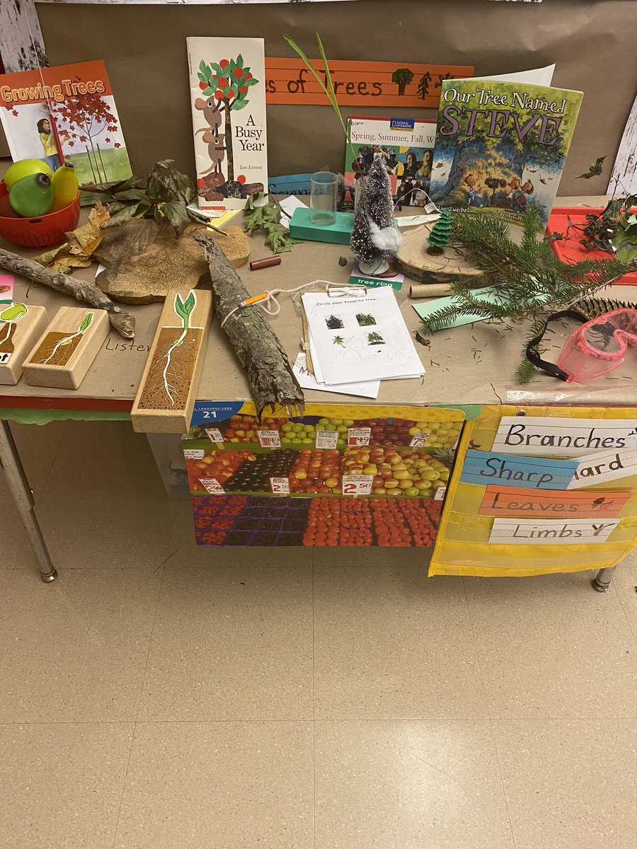 So much to learn in the Tree Study. Exploration + discovery = engagement for Pre-K learners. Great teaching and learning going on at Duggan School!
