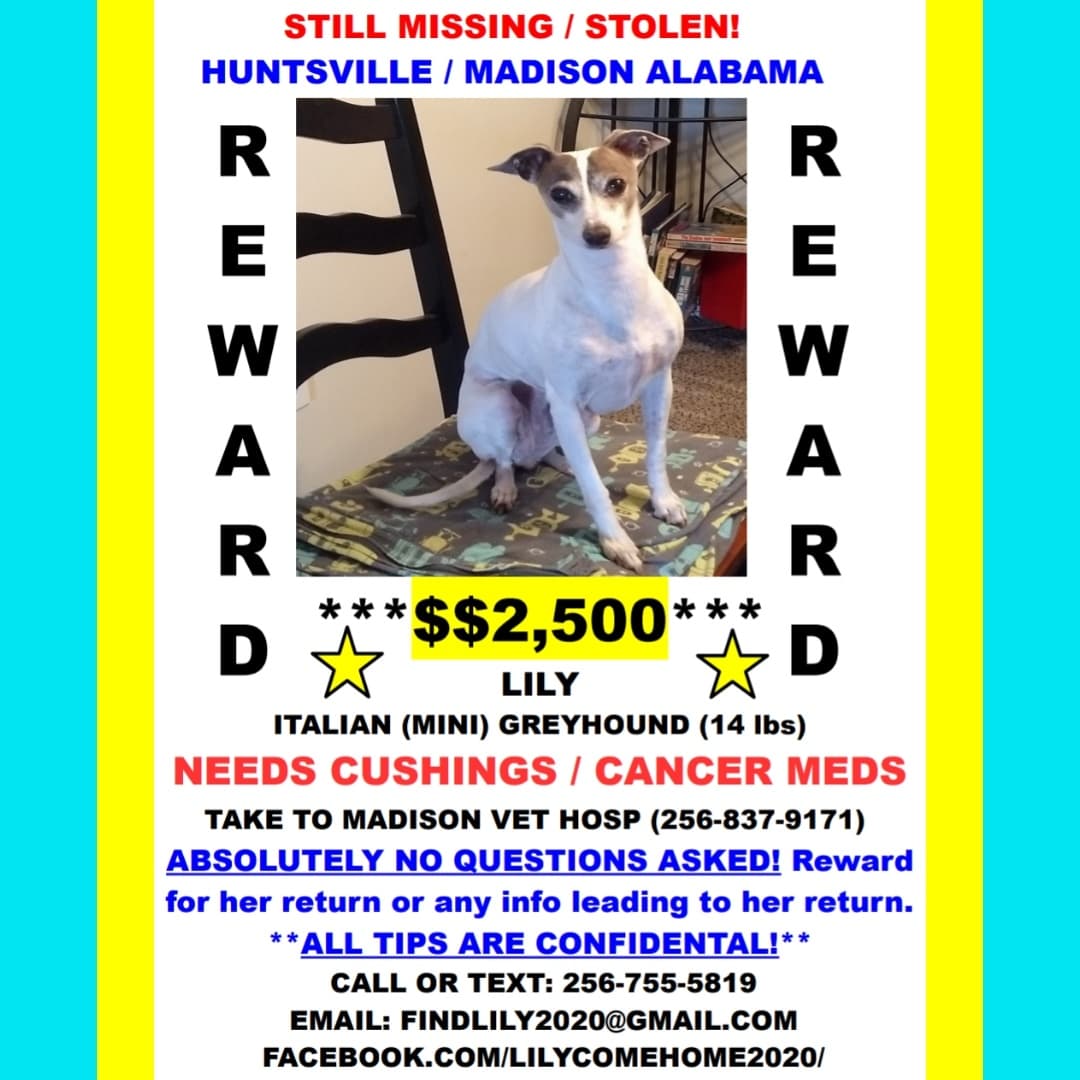 BeerMagnetism's tweet photo. Still missing.
A beautiful dog on an ugly couch. 
🟣 #MISSING / #STOLEN 7/31/20 🟣 #HuntsvilleAL / #MadisonAL💲2,500 REWARD ‼️NO QUESTIONS ASKED‼️ALL TIPS ARE CONFIDENTIAL‼️Call, Text, Email Anytime‼️#BringLilyHome  #ComeHomeLily #PleaseShare https://t.co/suzkrt1beP