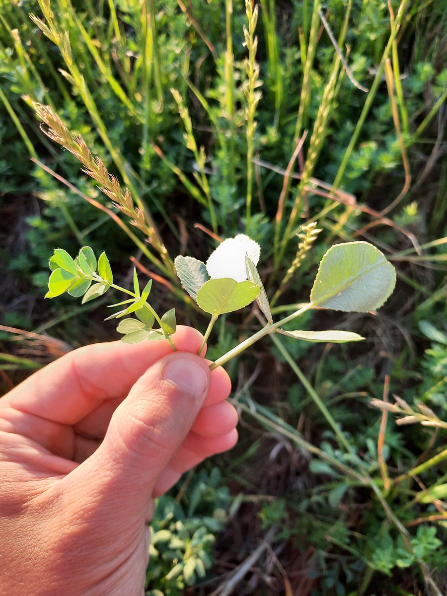 JulianIsasti's tweet photo. Van cubriéndose los #suelossalinos de la #ChacraAmerica
@AapresidAmerica @aapresid @FAgustinF @MatiasBurattini
#salinesoils #covercrops #pastures #SoilSalinization #GSAS21 https://t.co/eSlvvmyfoH
