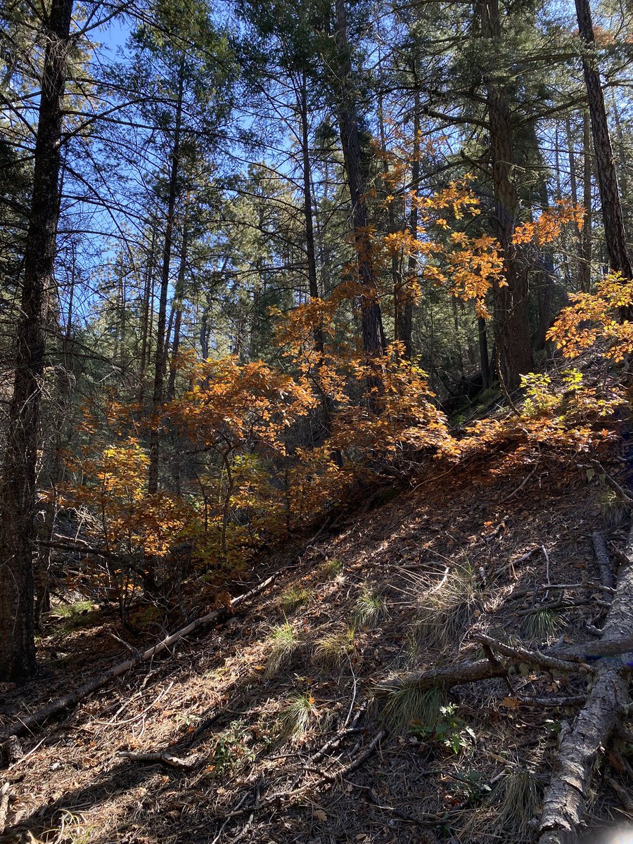 tammydavis8's tweet photo. Took a walk on the wild side .. well a hike actually #mountainlife #mentalpause #metime https://t.co/1x4iVmXfBb