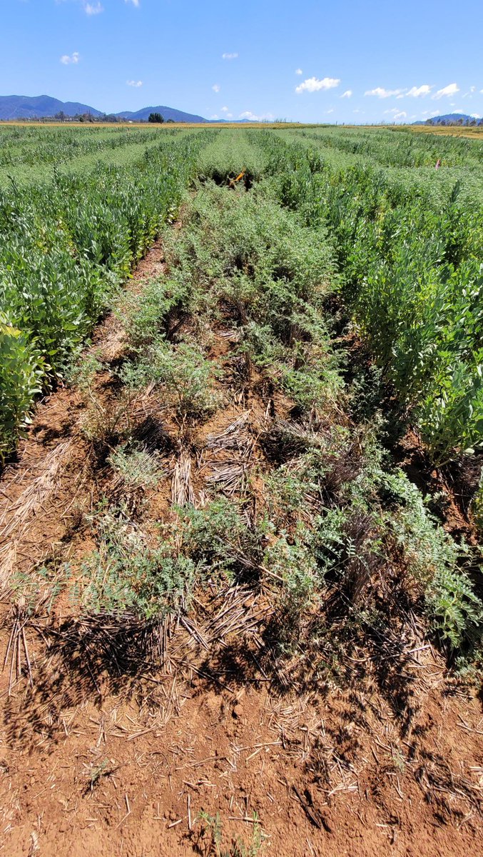 Let a chickpea pathologist loose with Ascochyta and you get sick plants. Keen to see the yield penalty of early, mid and late infection! The early disease plot looks very sad. 
<a href="/GRDCNorth/">GRDC North</a> 
@NSWDPI_AGRONOMY