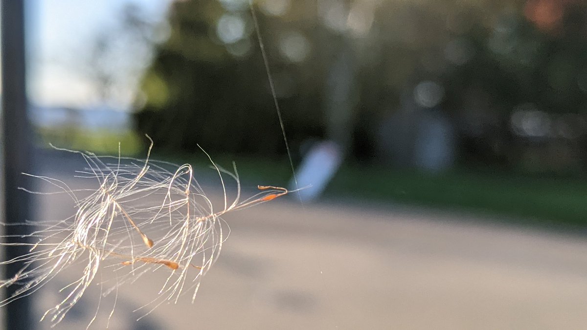 relaxtalkchat's tweet image. What a coincidence！
The magic of just one spider silk 
#SpiderSilk #DandelionSeeds？#ReflectedLight #MobileSnapshot