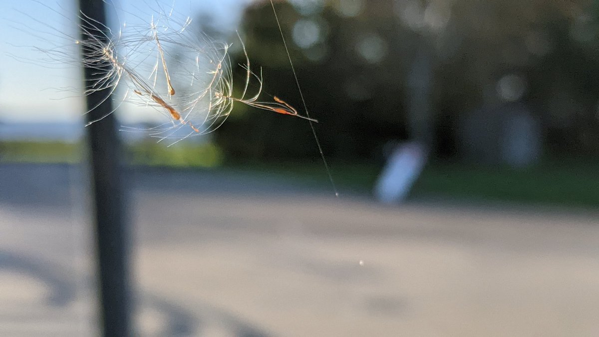 relaxtalkchat's tweet image. What a coincidence！
The magic of just one spider silk 
#SpiderSilk #DandelionSeeds？#ReflectedLight #MobileSnapshot